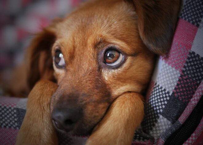 Cuidados com os Pets no Inverno: Como Proteger Seu Animal de Estimação
