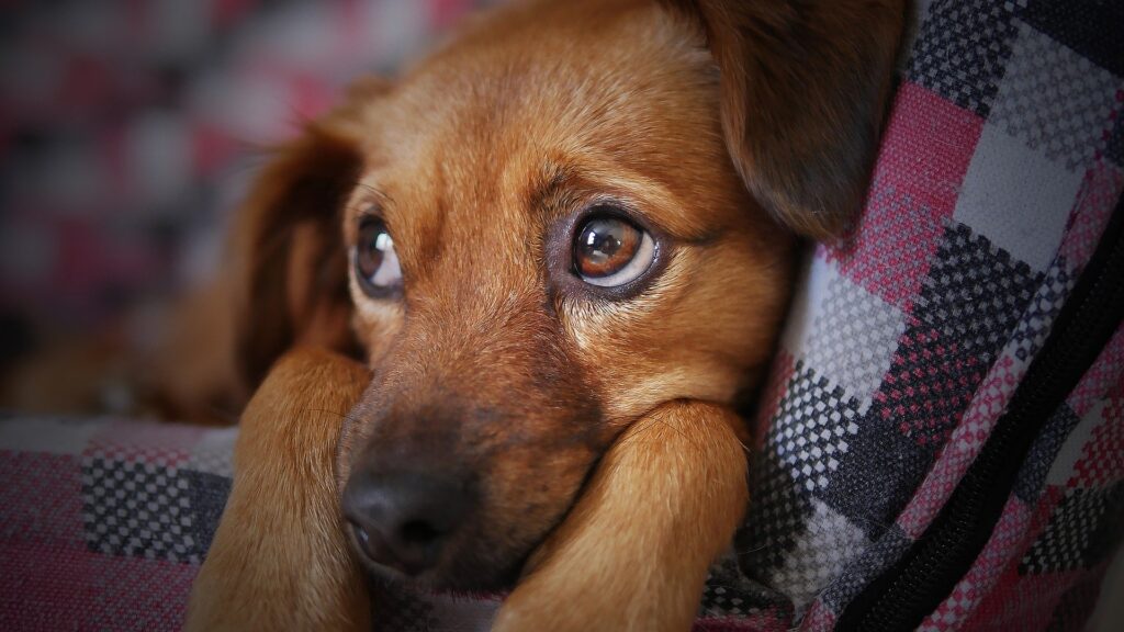 Cuidados com os Pets no Inverno: Como Proteger Seu Animal de Estimação
