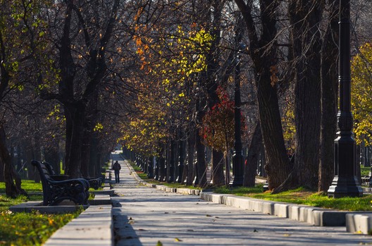 Arborização urbana: importância e benefícios para as cidades