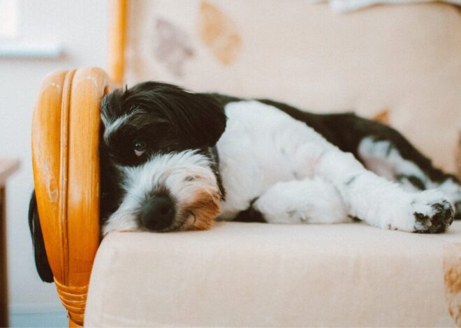 Como tirar cheiro de cachorro do sofá: métodos que funcionam