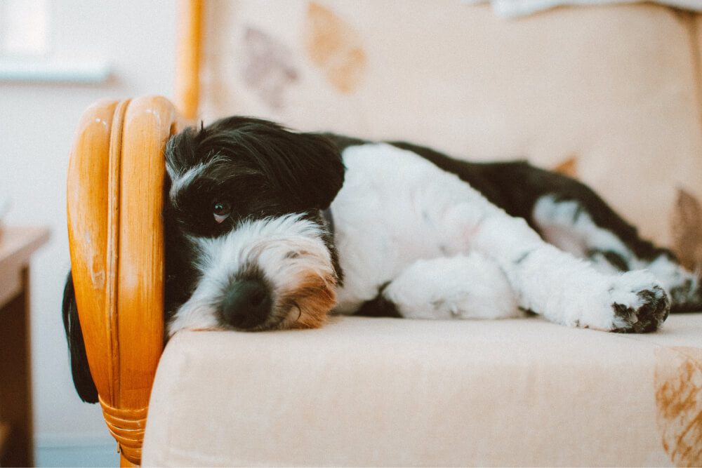 Como tirar cheiro de cachorro do sofá: métodos que funcionam