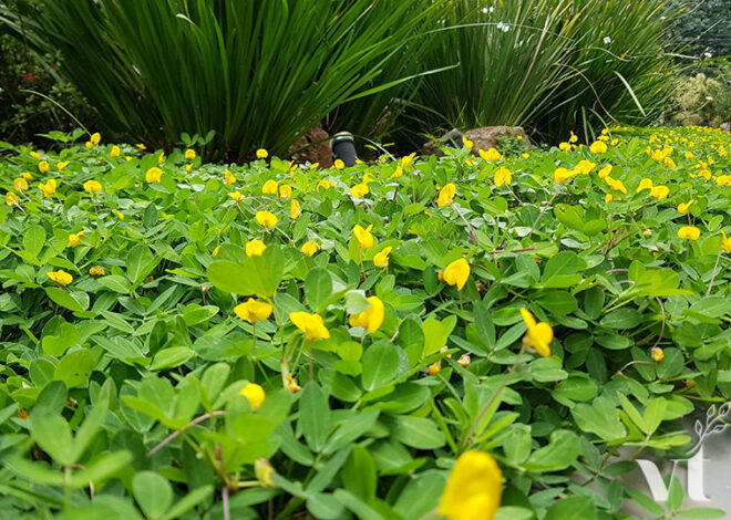 Grama-amendoim: como usar no jardim
