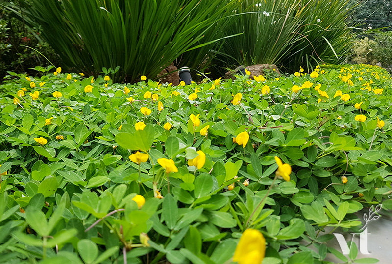 Grama-amendoim: como usar no jardim