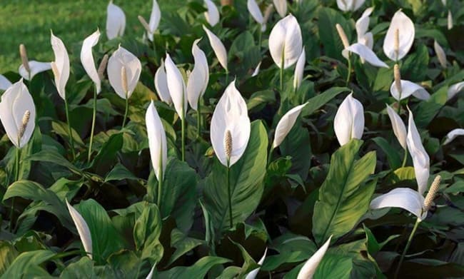 Lírio: características e ideias para cultivar no jardim