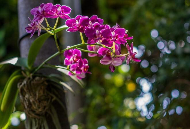 Orquídea: cuidados básicos para manter a planta bonita