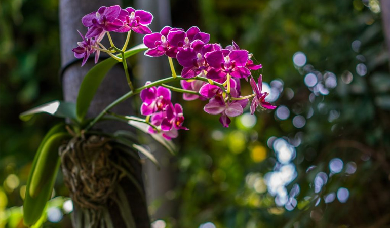 Orquídea: cuidados básicos para manter a planta bonita