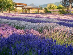 Lavanda