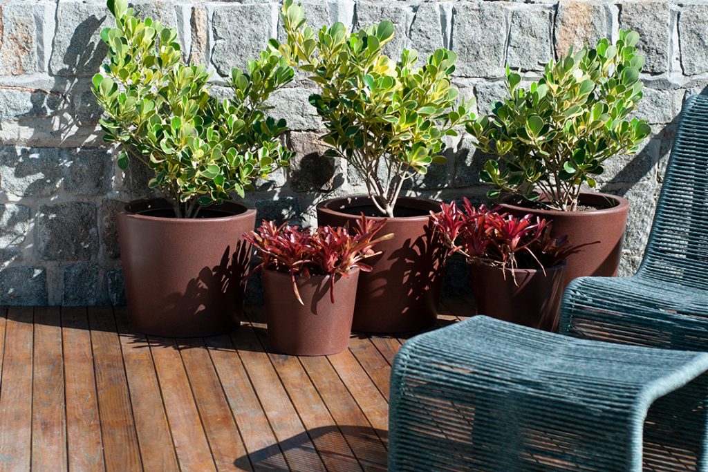 Planta para jardim: como escolher as melhores espécies