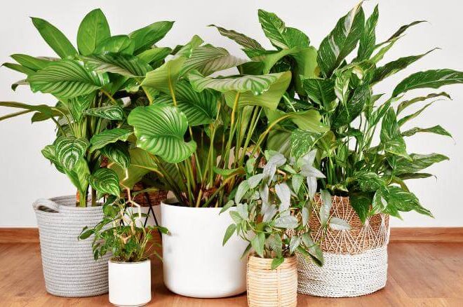 Vasos para plantas: como escolher o modelo ideal para cada ambiente