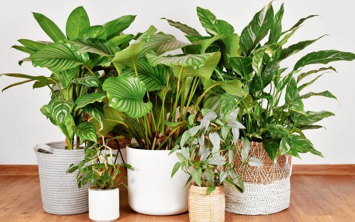 Vasos para plantas: como escolher o modelo ideal para cada ambiente